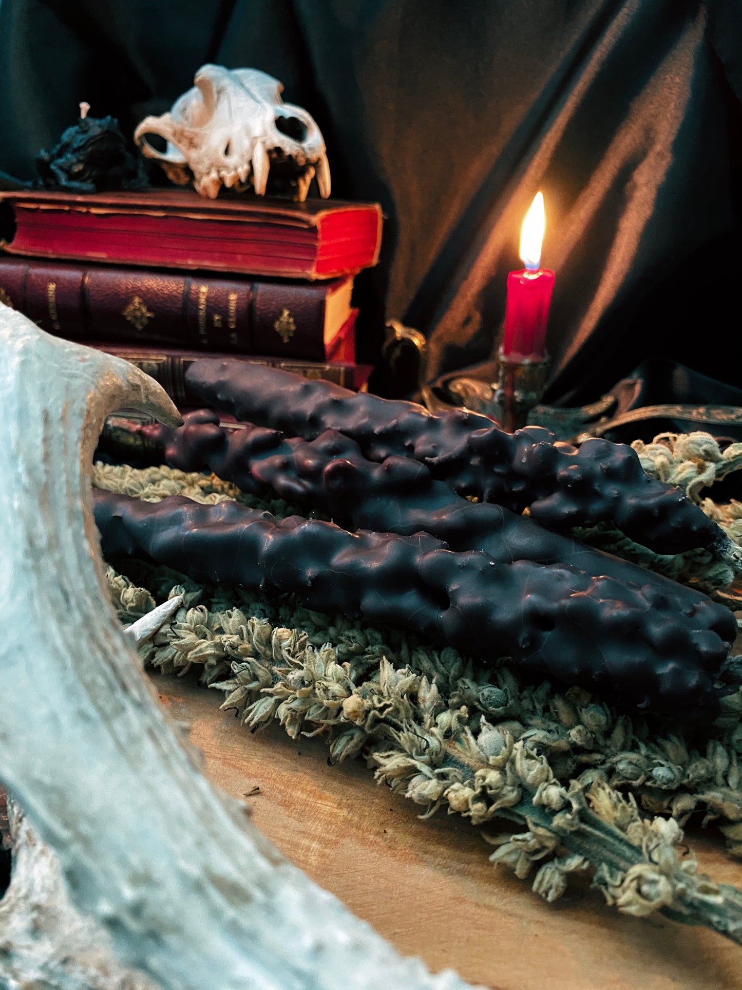 Torches de Bouillon Blanc