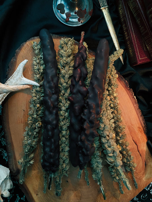 Torches de Bouillon Blanc